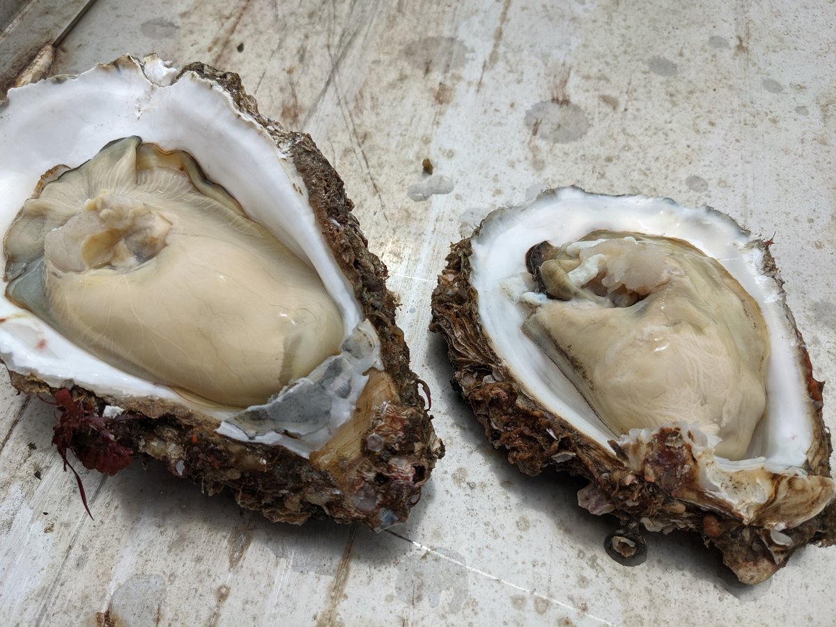 Fresh Oyster in Wada-cho, Hitachinaka, Ibaraki photo 2