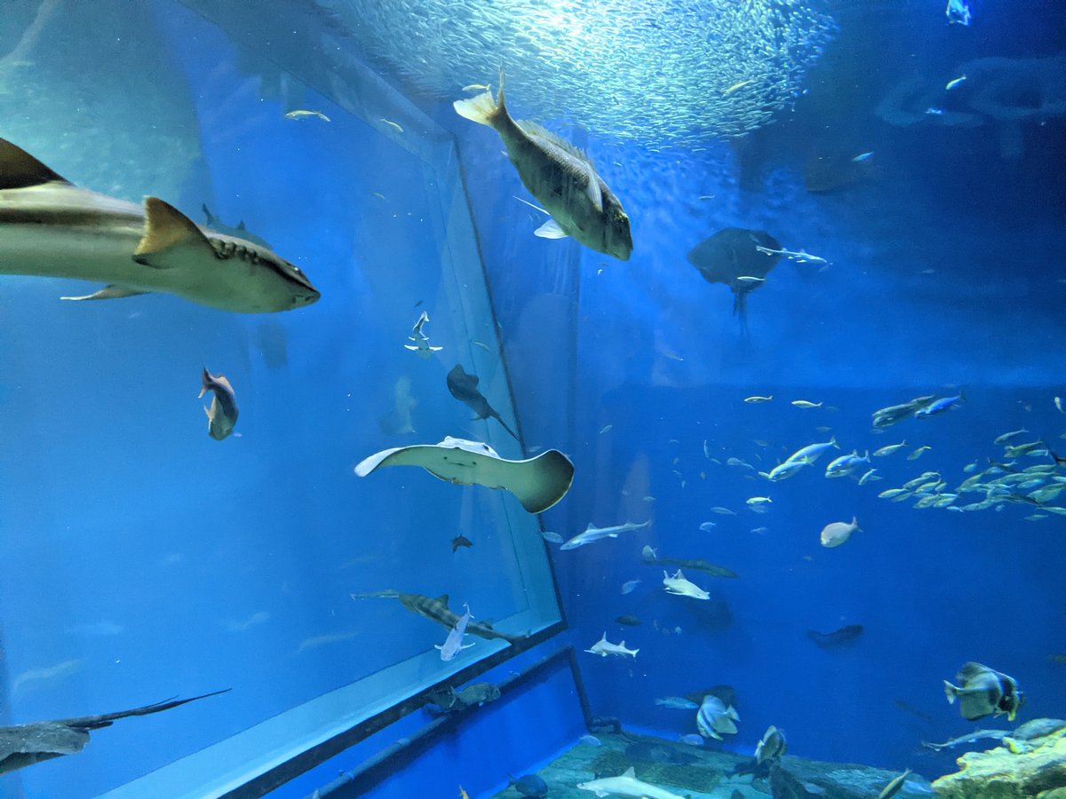 Sharks and Rays Swimming Overhead, Oarai Ibaraki