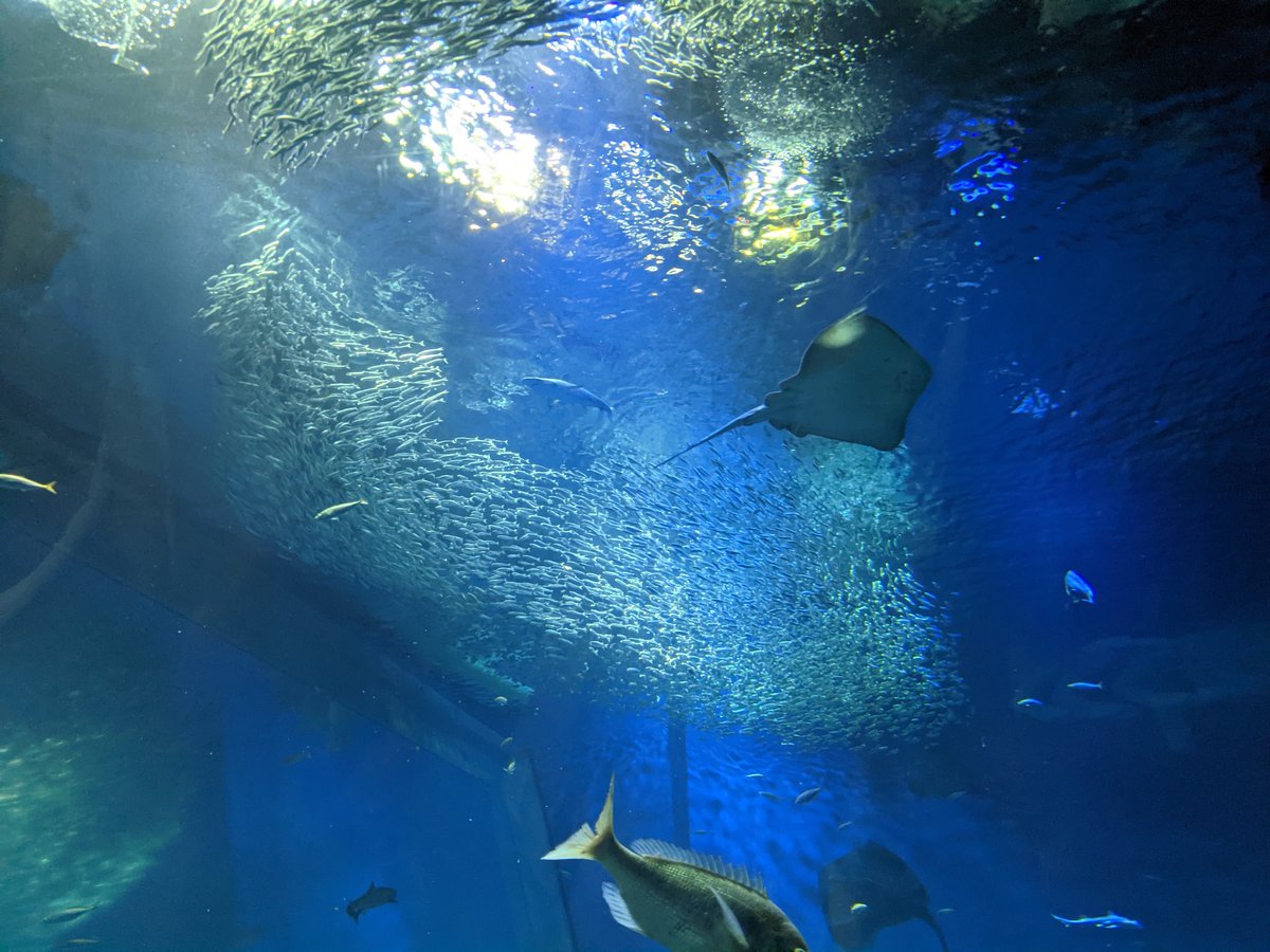 Sharks and Rays Swimming Overhead, Oarai Ibaraki photo 2