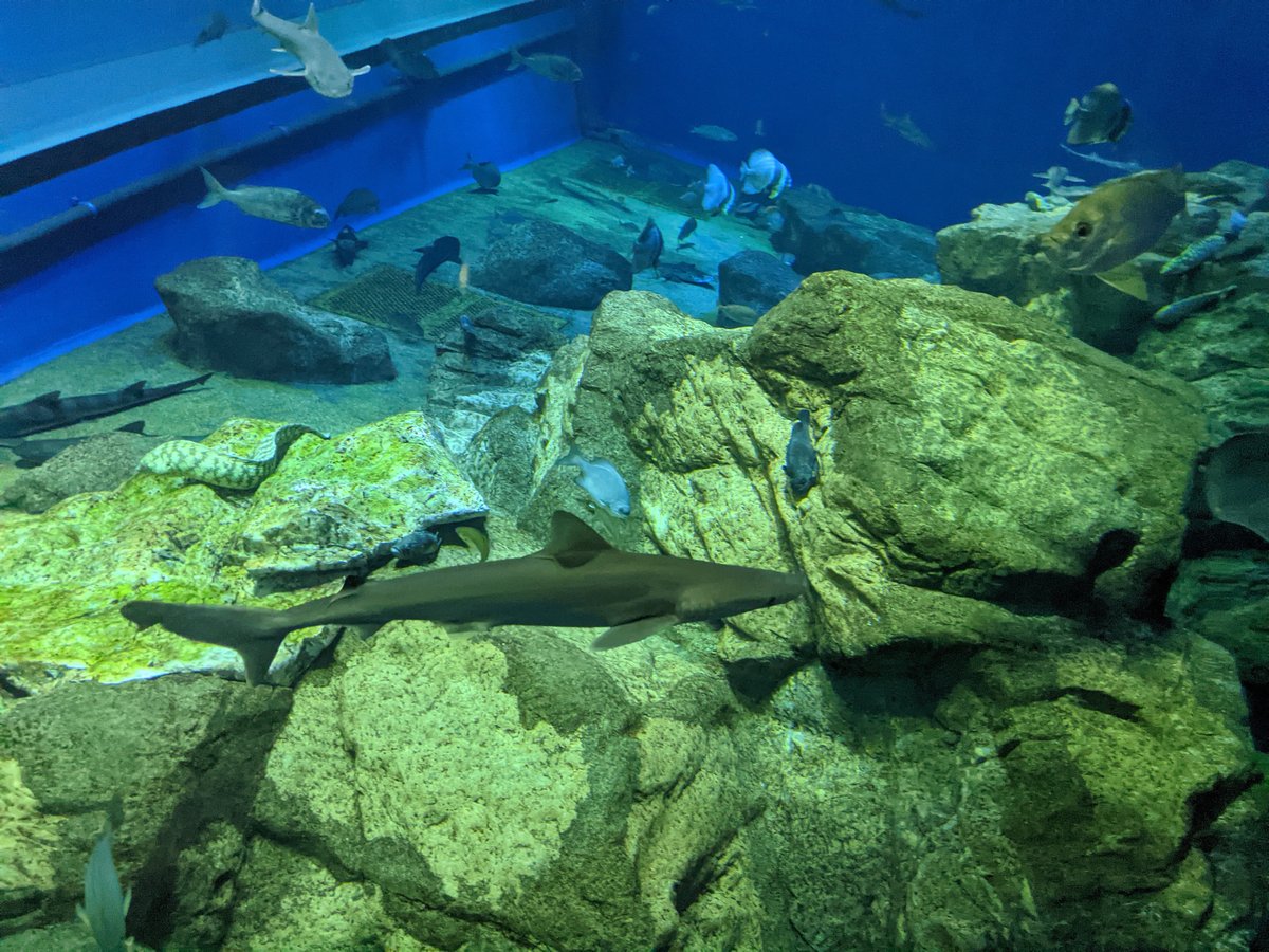 Sharks and Rays Swimming Overhead, Oarai Ibaraki photo 3