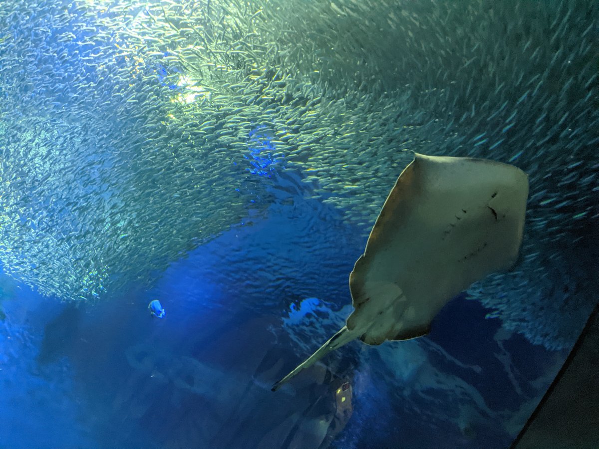 Sharks and Rays Swimming Overhead, Oarai Ibaraki photo 4
