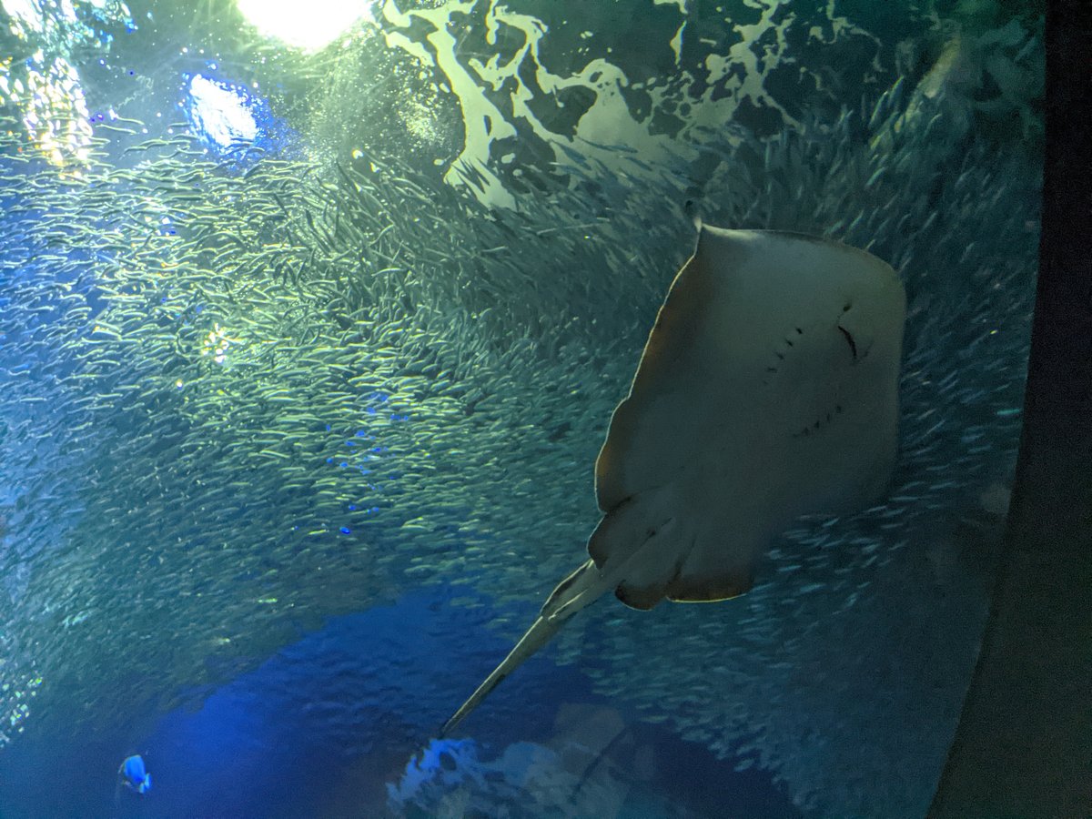 Sharks and Rays Swimming Overhead, Oarai Ibaraki photo 5