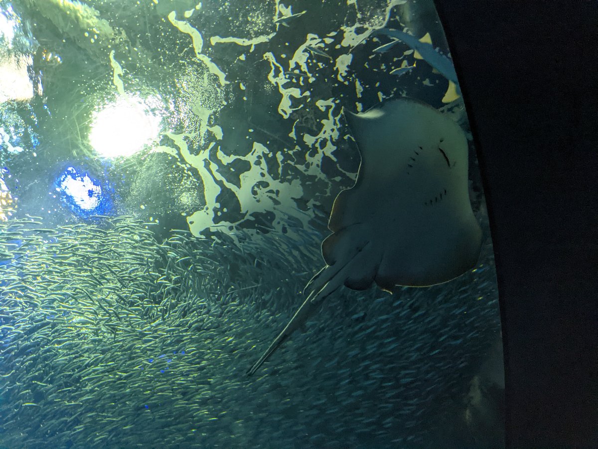 Sharks and Rays Swimming Overhead, Oarai Ibaraki photo 6