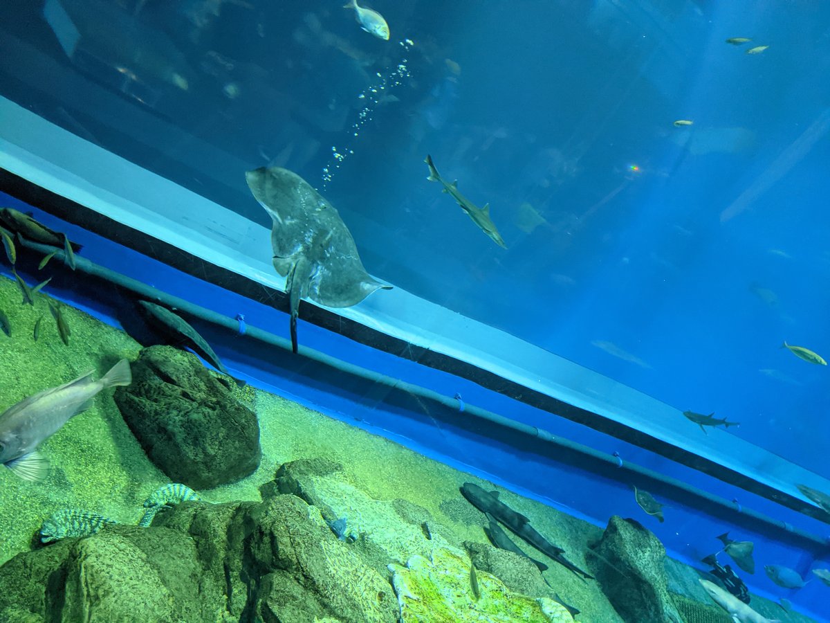 Sharks and Rays Swimming Overhead, Oarai Ibaraki photo 7