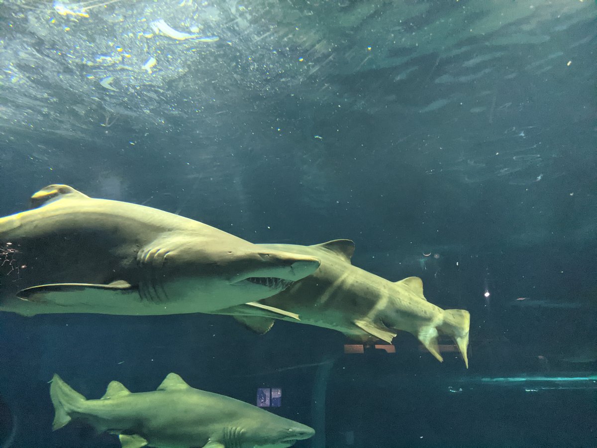 Sharks and Rays Swimming Overhead, Oarai Ibaraki photo 8