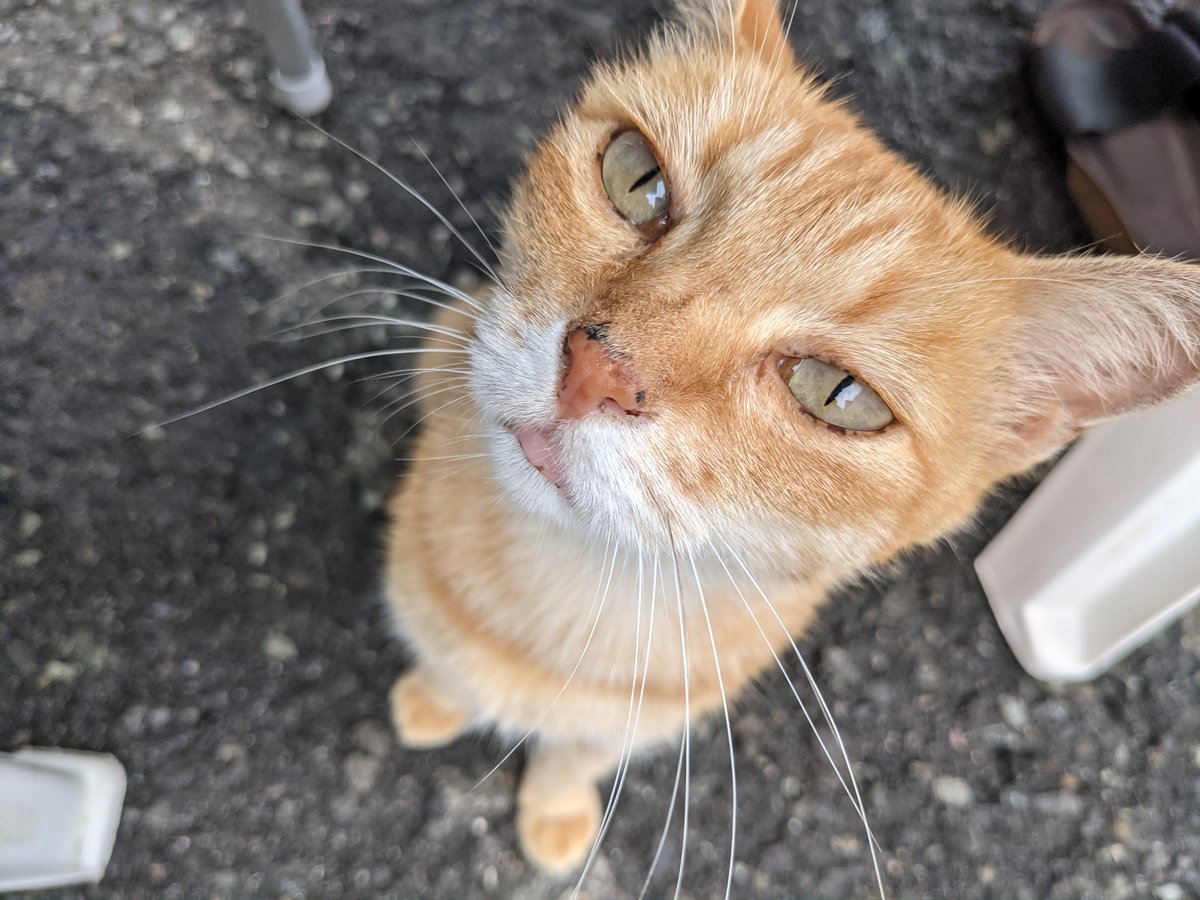 Street Cat at Kawana, Ito, Shizuoka