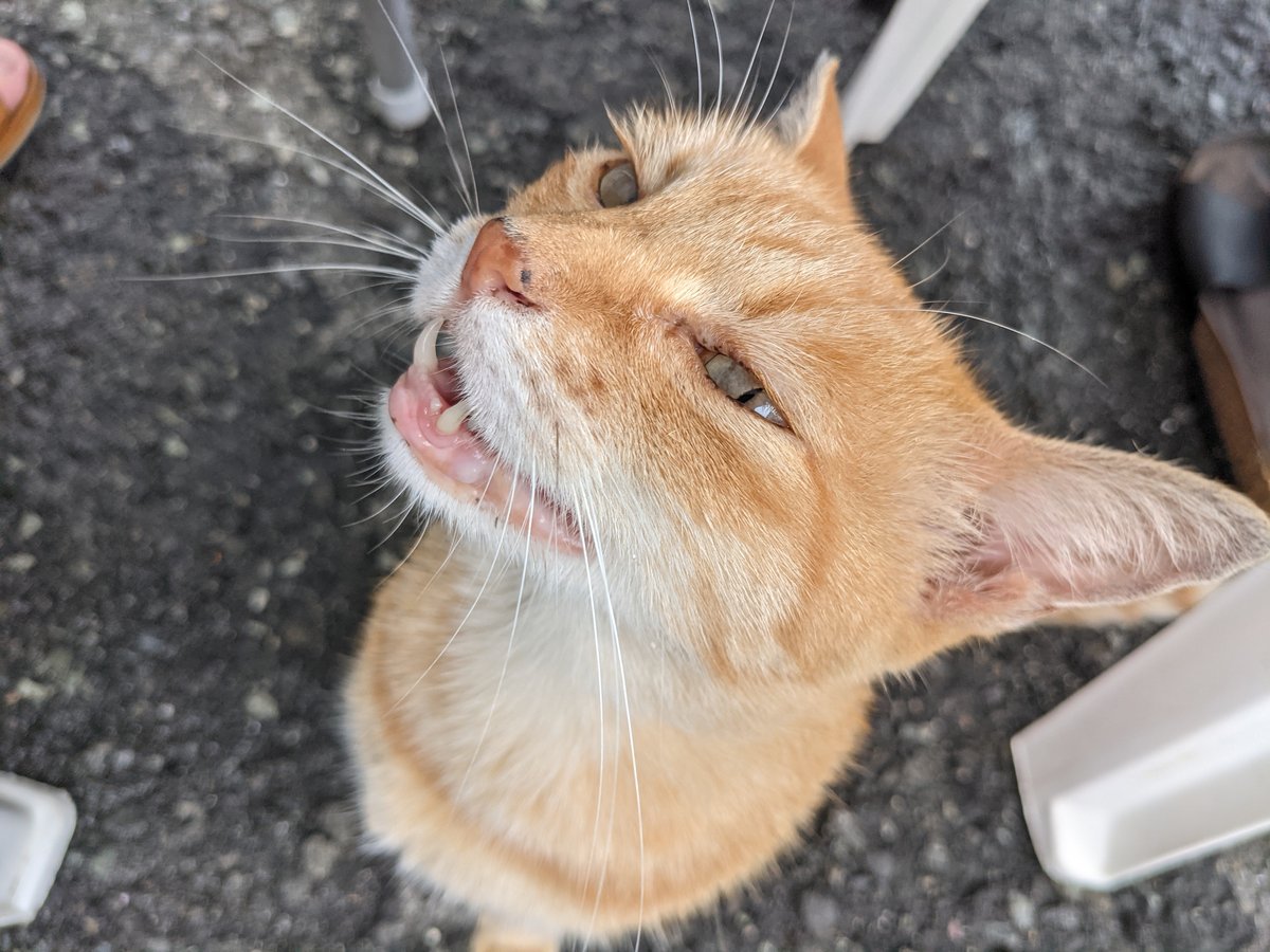 Street Cat at Kawana, Ito, Shizuoka photo 2
