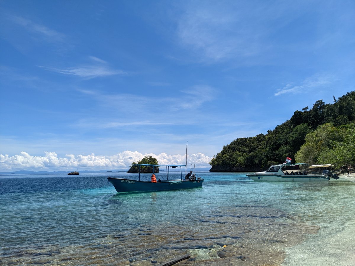 Crabs Among the Mangroves, Raja Ampat photo 3