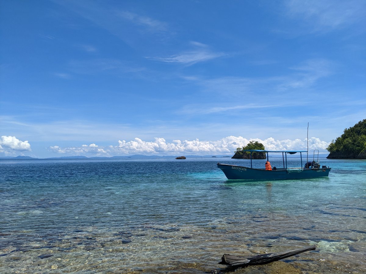 Crabs Among the Mangroves, Raja Ampat photo 4