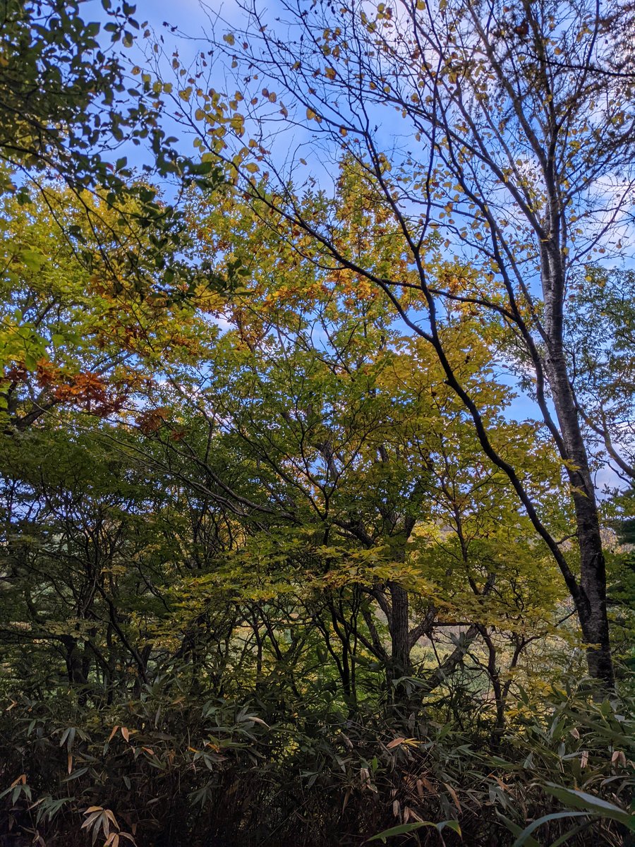 Autumn Forest Walk in Nagata, Nihonmatsu, Fukushima