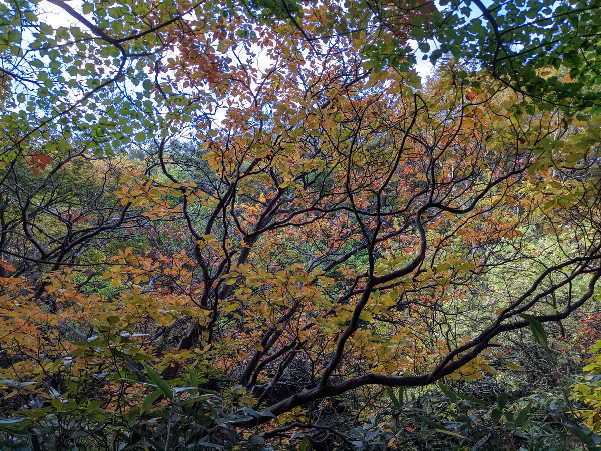 Autumn Forest Walk in Nagata, Nihonmatsu, Fukushima photo 2