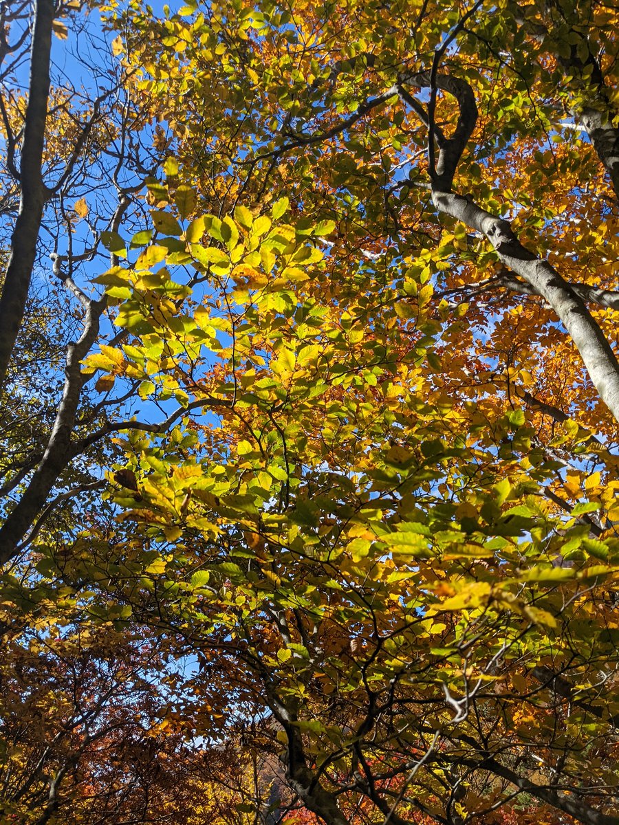 Autumn Canopy in Inawashiro, Fukushima