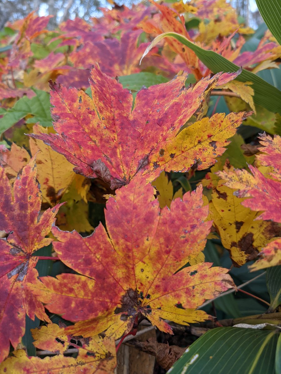 Autumn Colours at Jirisho, Inawashiro, Fukushima photo 3