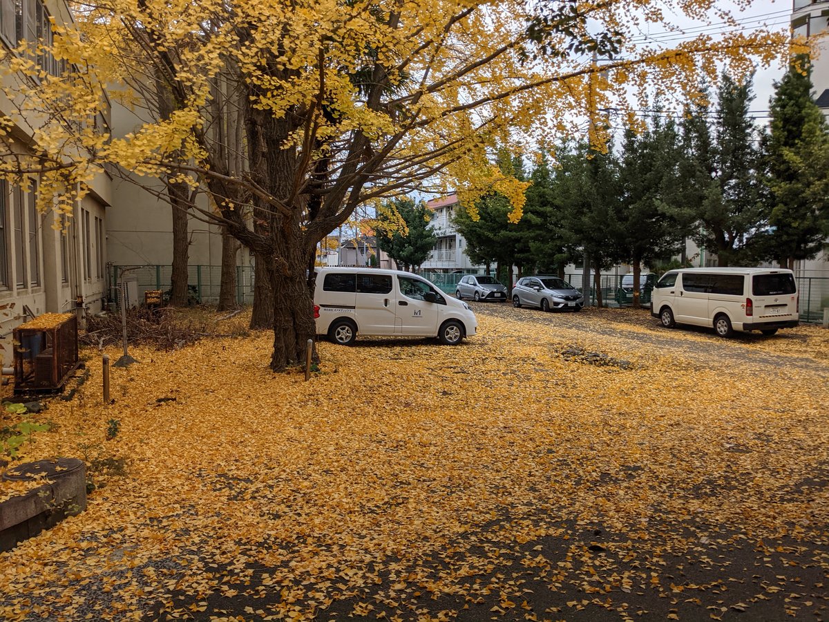 Golden Ginkgo Carpet in Fujimicho, Hiratsuka
