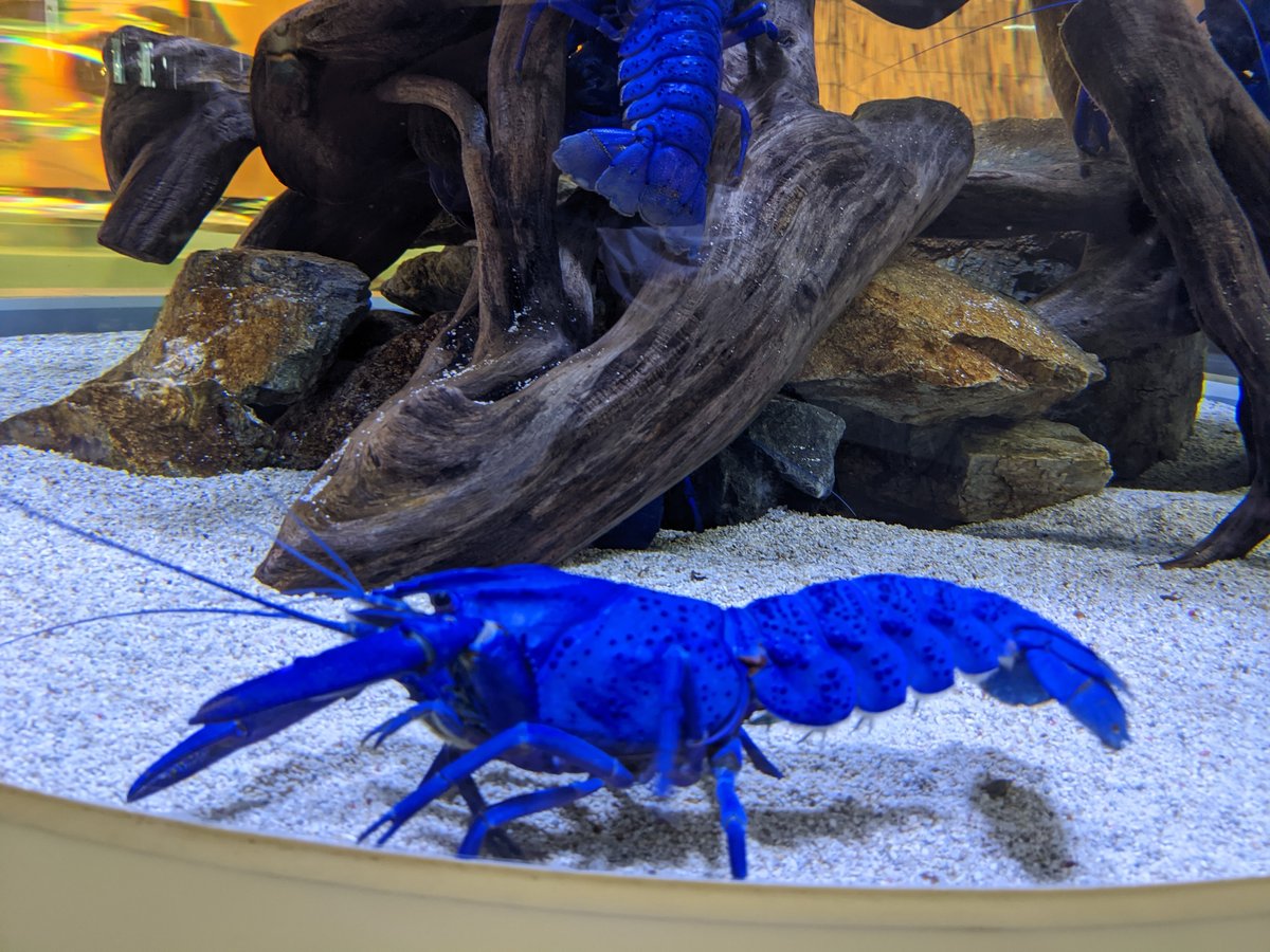 Vivid Blue Lobster, Toba Aquarium, Mie