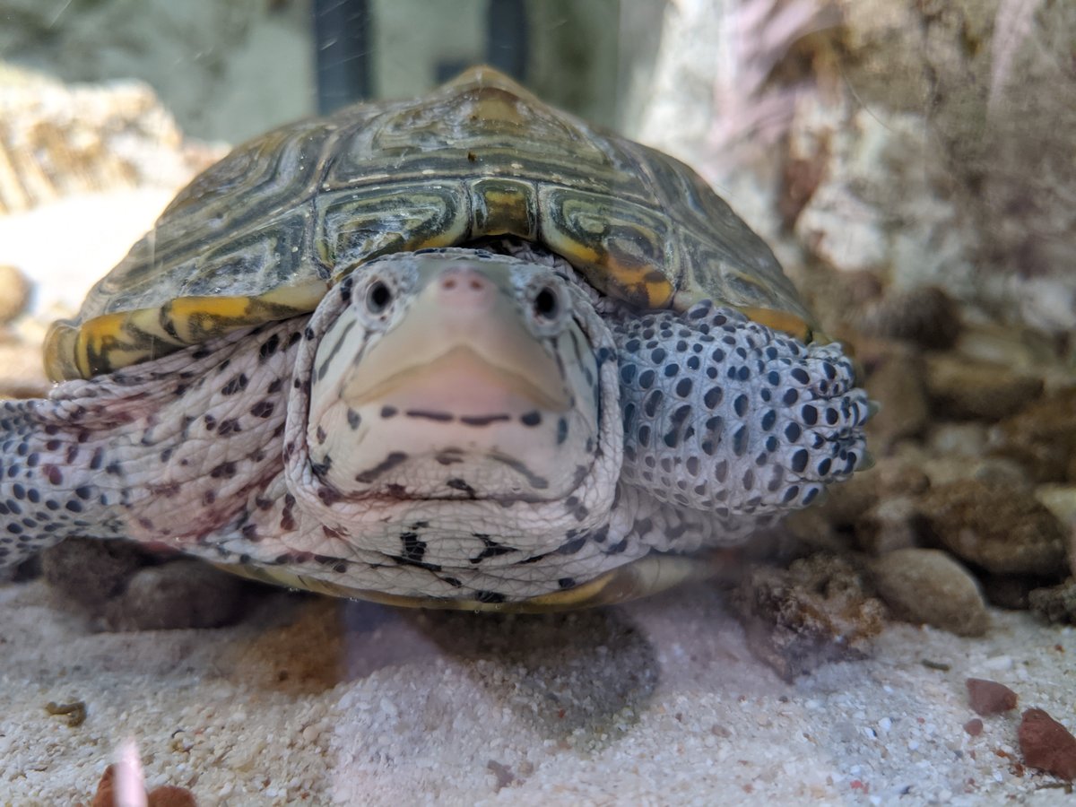 Sea Turtle Close-up, Ida Beach, Mie