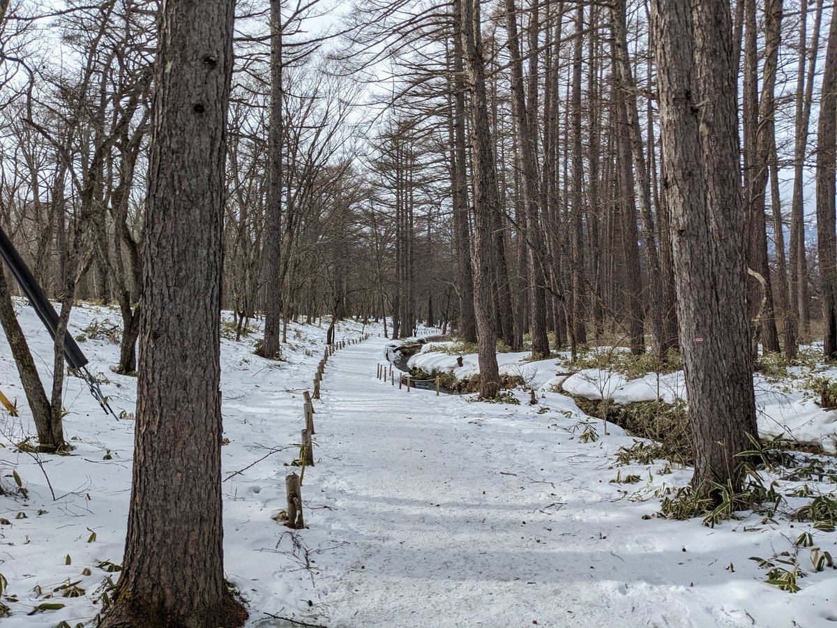 Frozen Forest Walk in Nikkō, Tochigi