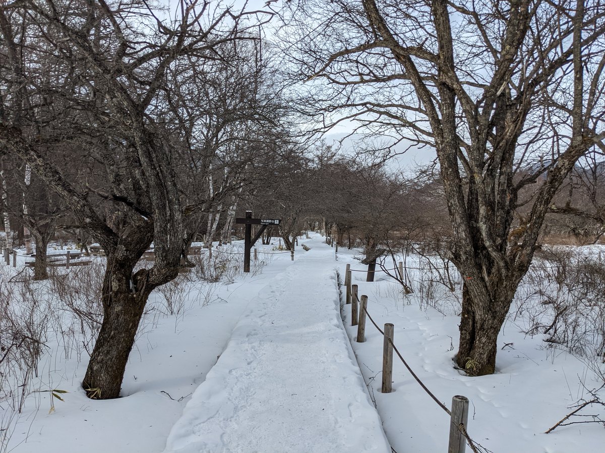 Frozen Forest Walk in Nikkō, Tochigi photo 2
