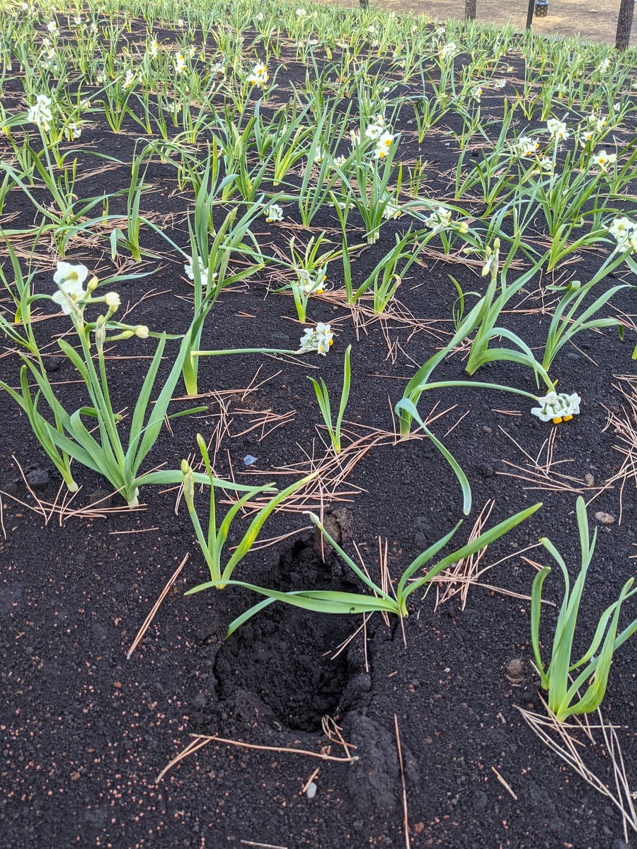 Early Spring Onion Farm in Rinkaicho, Edogawa