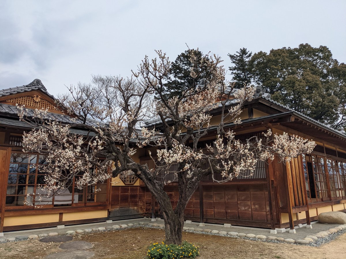 Early Spring Plum Blossoms at Ochiai, Yamanashi