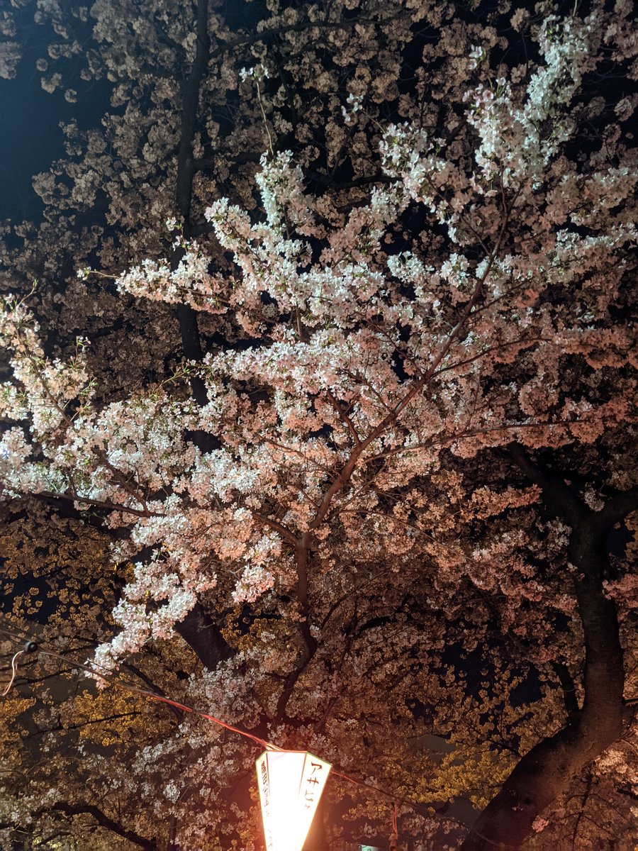 Sakura Canopy at Night, Mukōjima, Tokyo