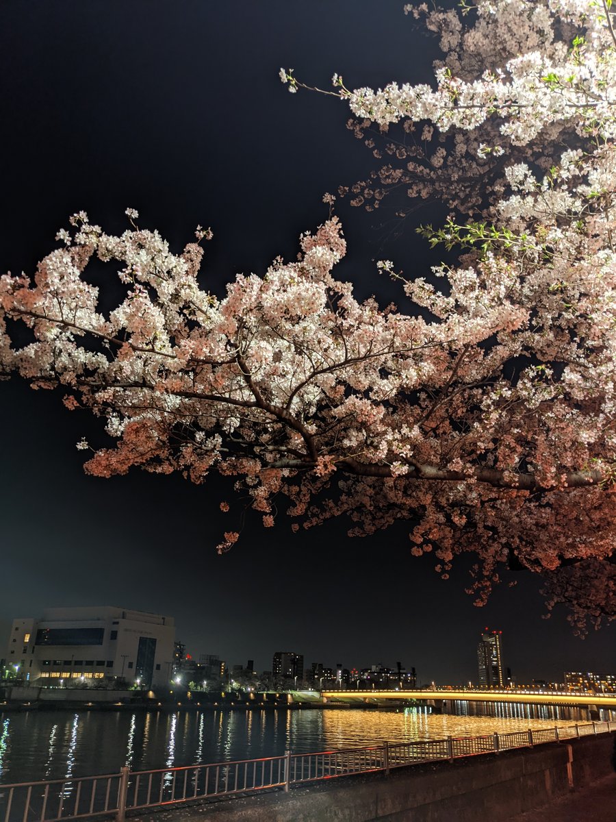 Sakura Canopy at Night, Mukōjima, Tokyo photo 2