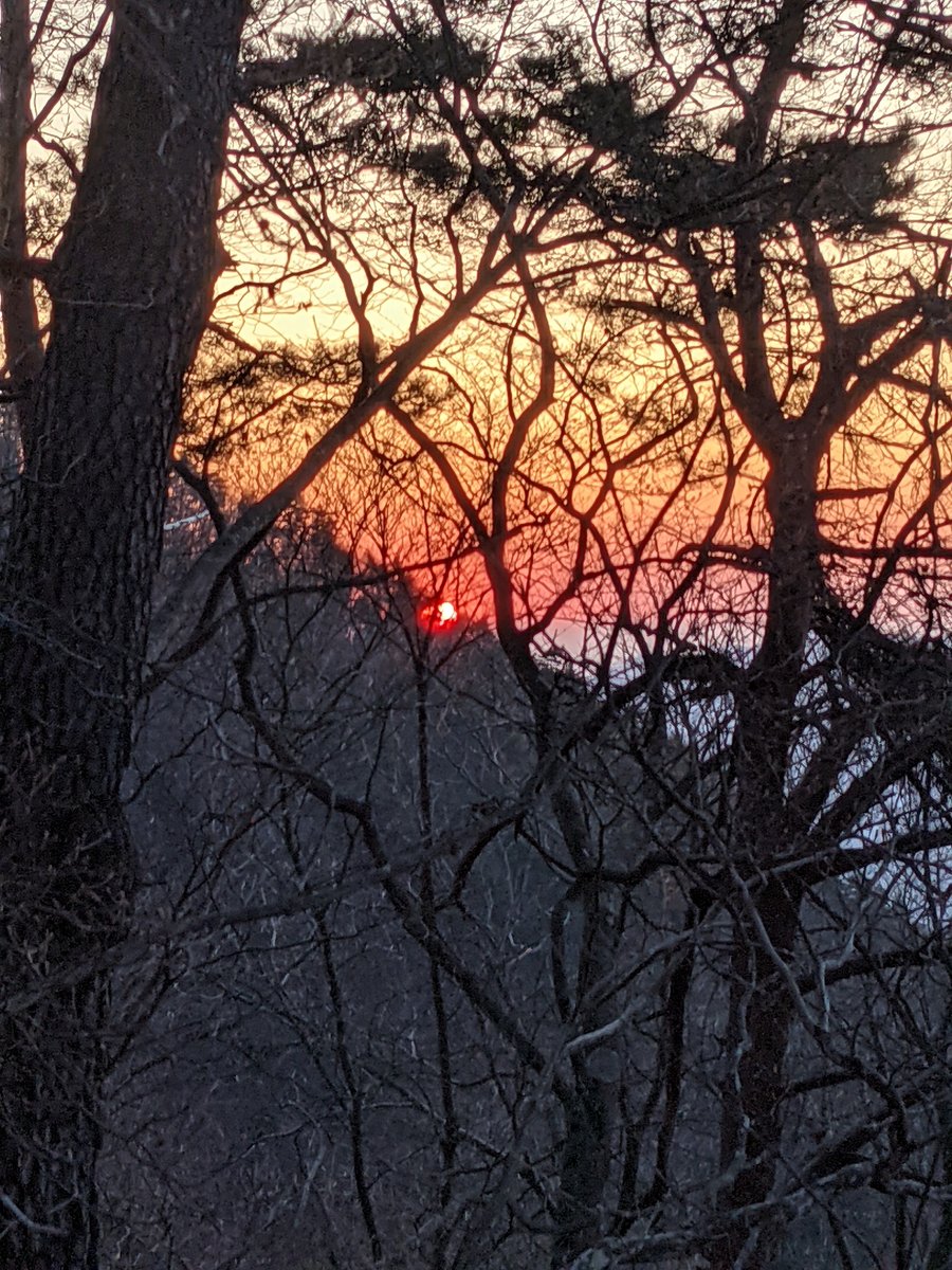 Dawn Through Bare Branches, Lake Kawaguchi, Yamanashi