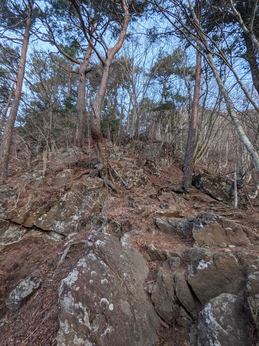 Dawn Through Bare Branches, Lake Kawaguchi, Yamanashi photo 2