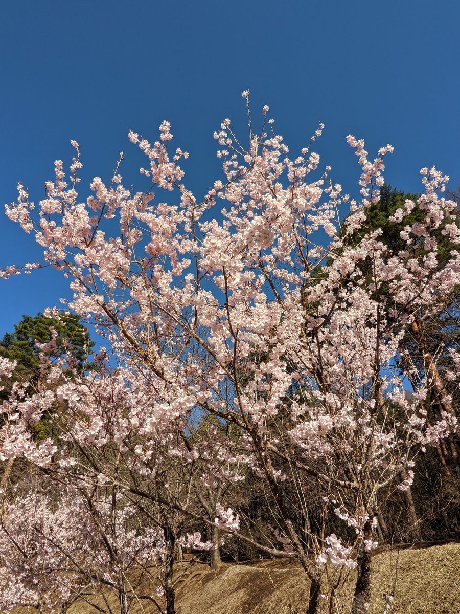 Dawn Forest Hike in Nishikatsura, Yamanashi photo 9