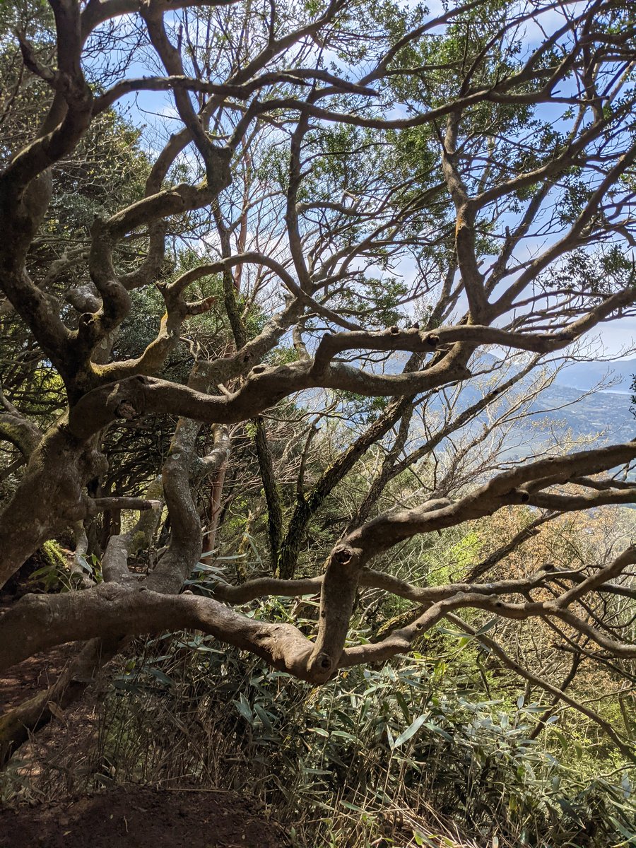 Early Spring Hiking in Hakone, Kanagawa photo 2