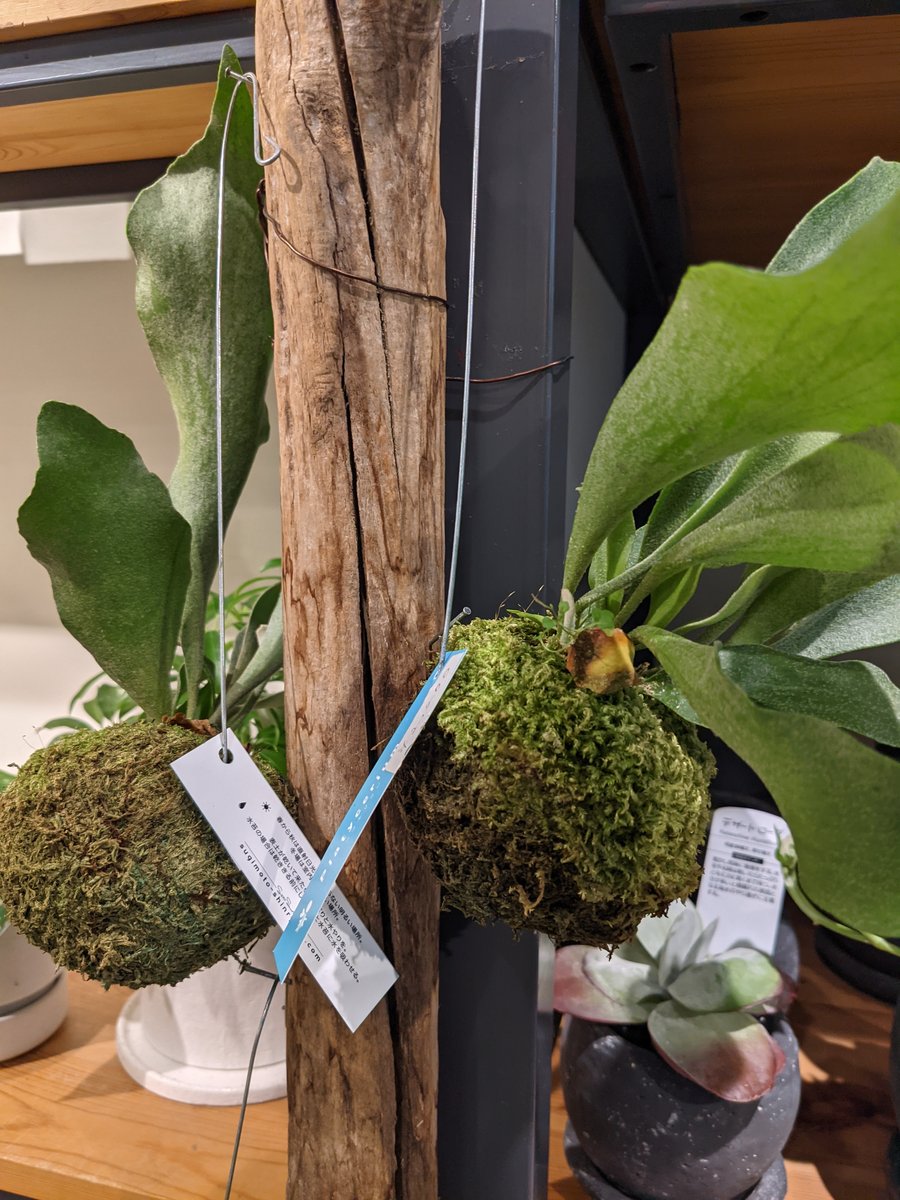 Spring Garden at Jiyugaoka, Tokyo — Moss & Orchids