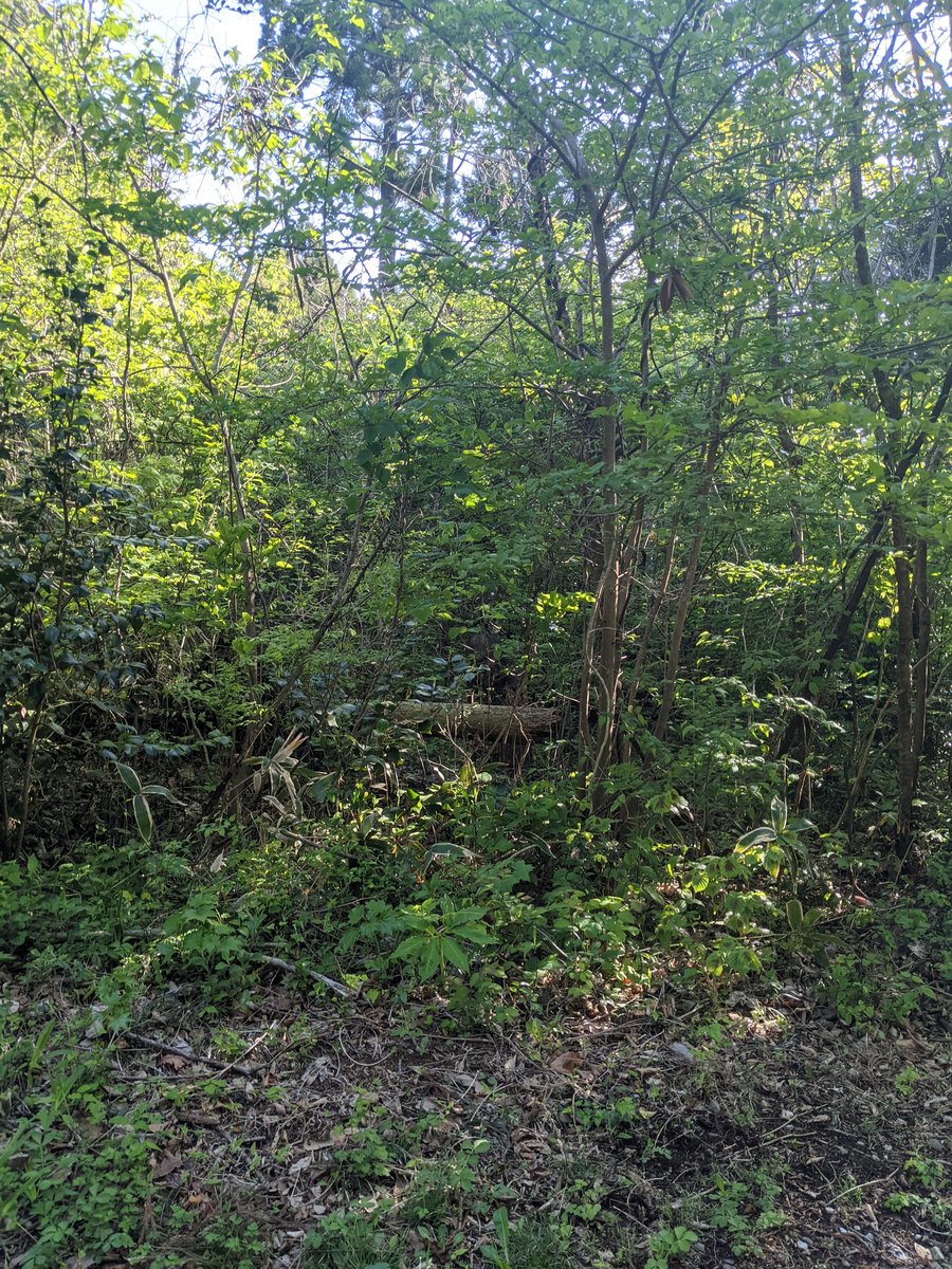 Early Morning Forest Walk, Karakuwa, Kesennuma