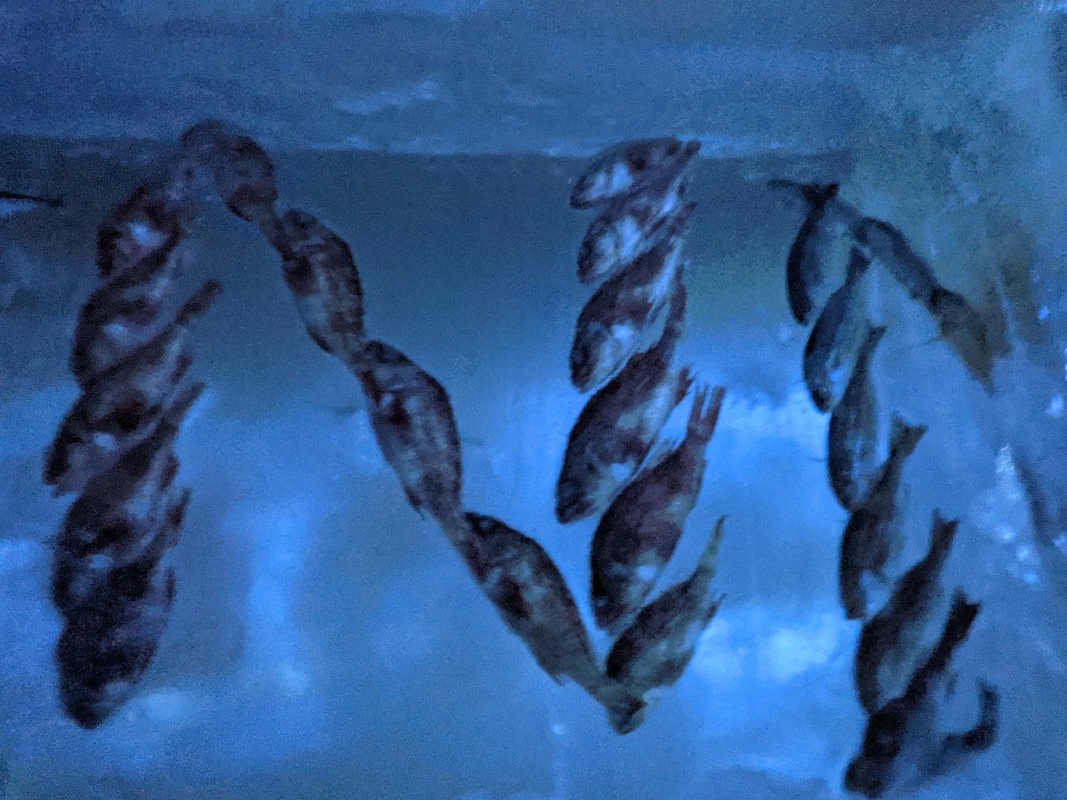 Fresh Catch at Ushiomi Fish Market, Kesennuma photo 4
