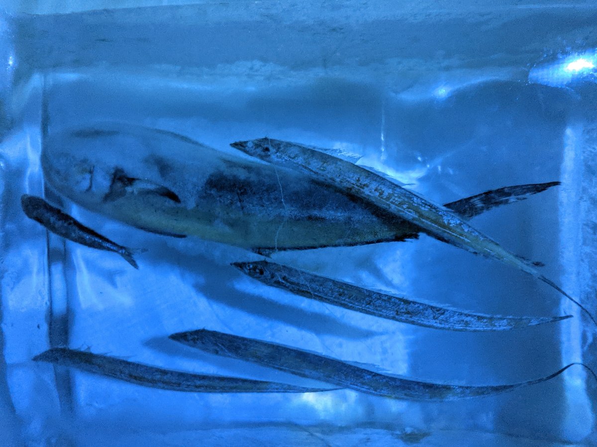 Fresh Catch at Ushiomi Fish Market, Kesennuma photo 5
