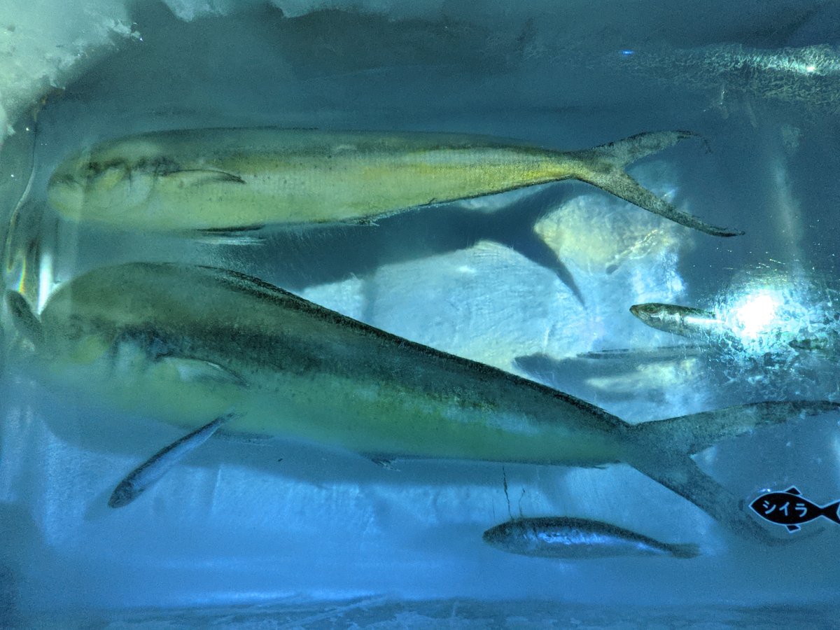 Fresh Catch at Ushiomi Fish Market, Kesennuma photo 6