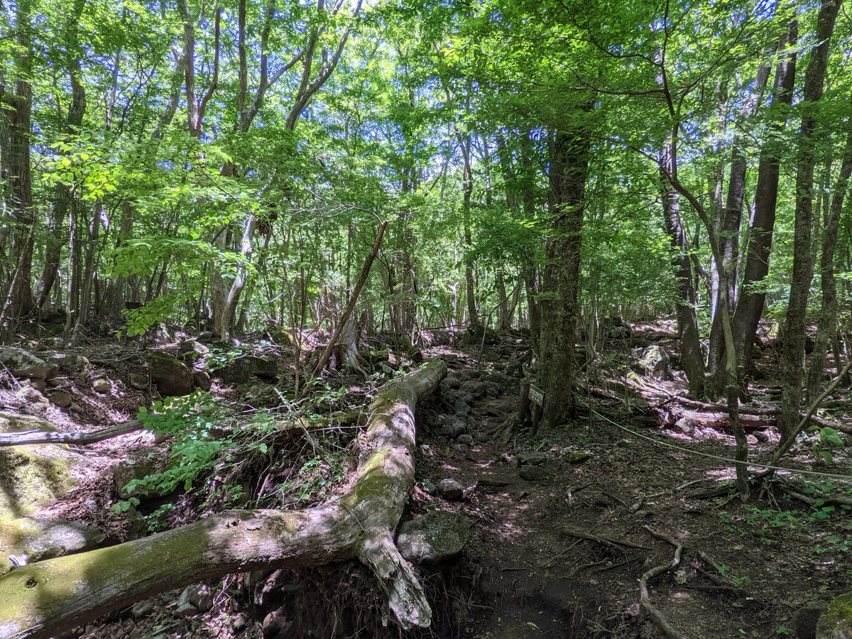 Mt. Kuju's Verdant Forest Trail, Kokonoe