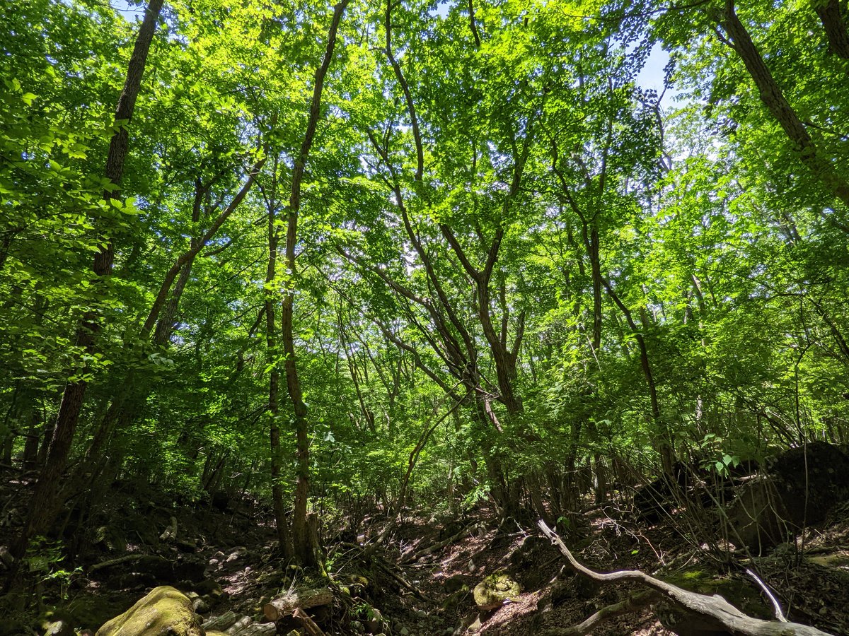 Mt. Kuju's Verdant Forest Trail, Kokonoe photo 2