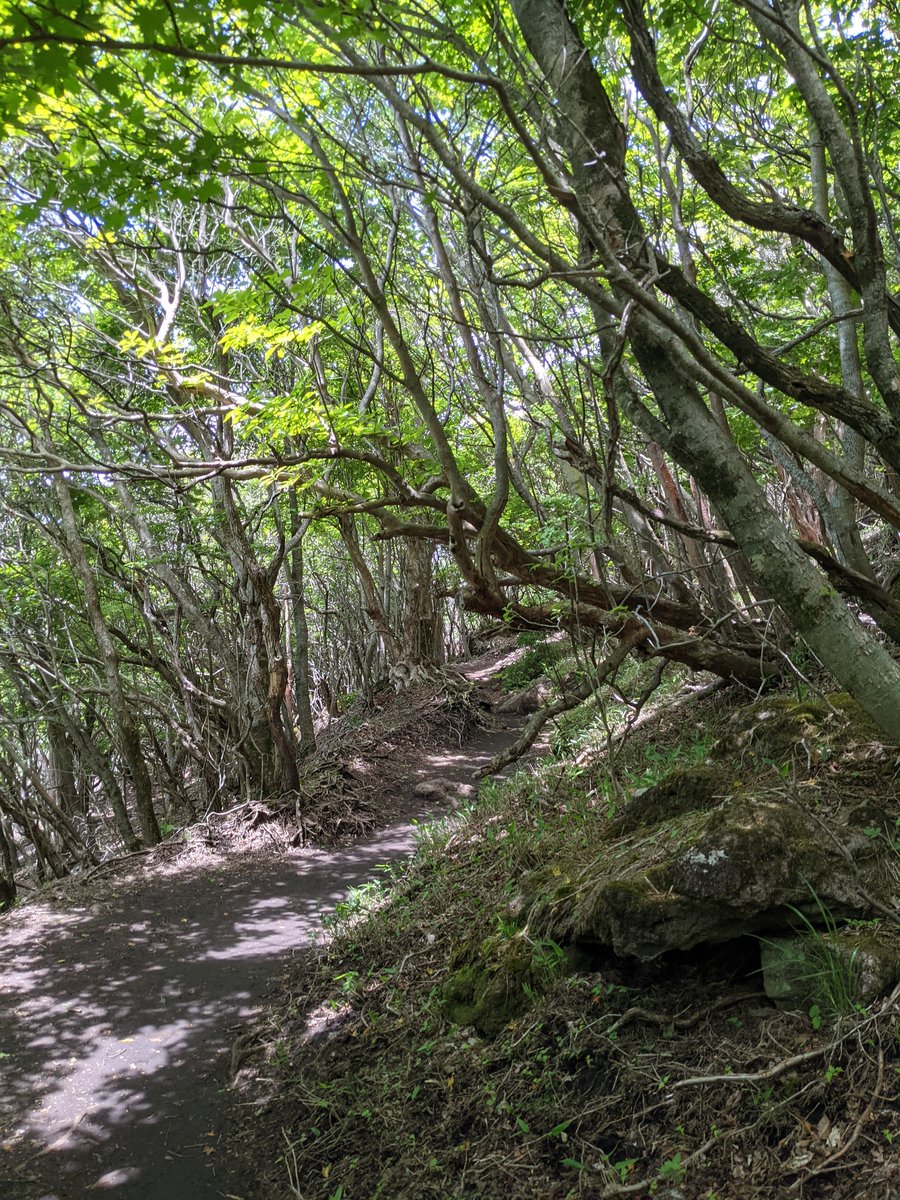 Mountain Forest Trail, Mt. Kuju Range, Taketa
