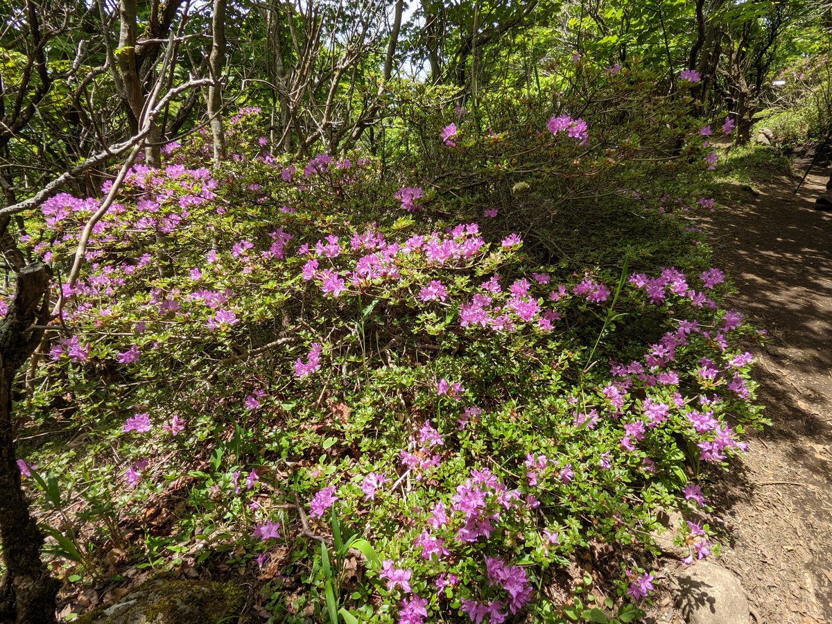 Mountain Forest Trail, Mt. Kuju Range, Taketa photo 2