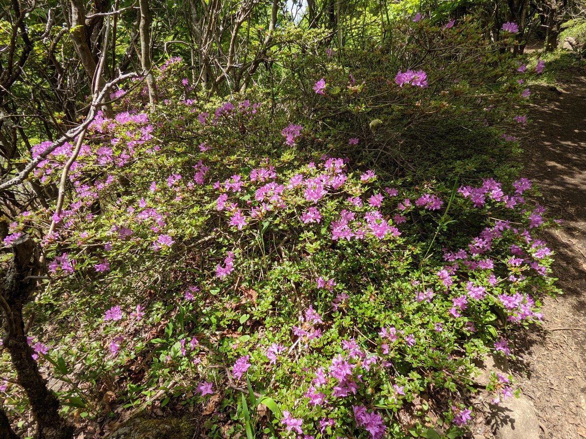 Mountain Forest Trail, Mt. Kuju Range, Taketa photo 3