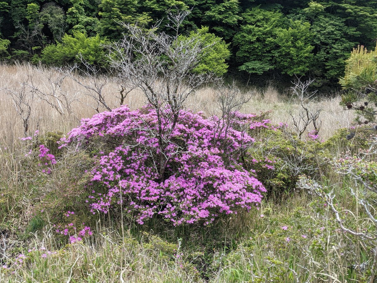 Mountain Forest Trail, Mt. Kuju Range, Taketa photo 6