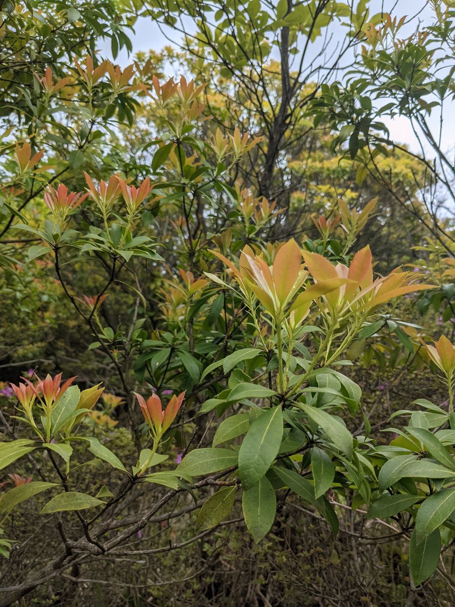 Mountain Forest Trail, Mt. Kuju Range, Taketa photo 8