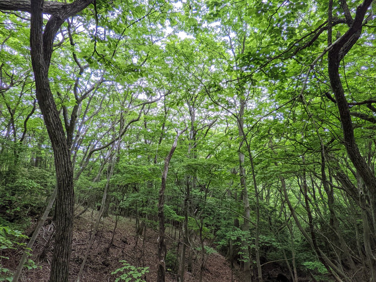 Beech Forest Trail, Mt. Kuju, Taketa Oita