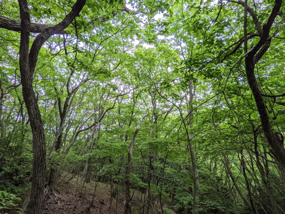 Beech Forest Trail, Mt. Kuju, Taketa Oita photo 2