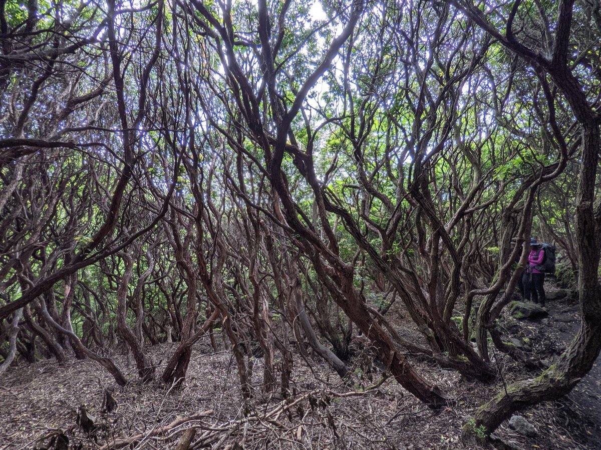 Beech Forest Trail, Mt. Kuju, Taketa Oita photo 3
