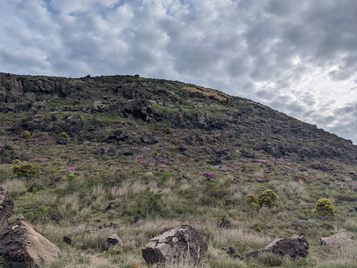Mt. Kuju Alpine Meadow in Bloom, Taketa