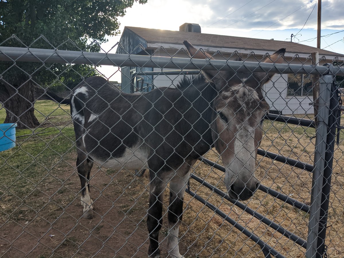 Desert Goats in La Verkin, Utah