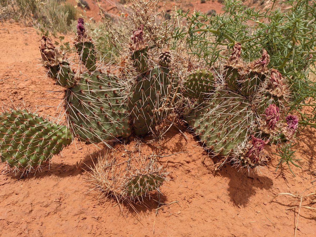 Monument Valley's Iconic Butte, Arizona photo 4
