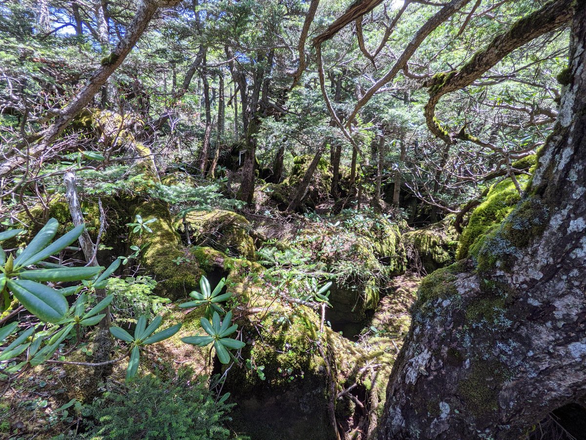 Ancient Forest Walk in Sakuho, Nagano