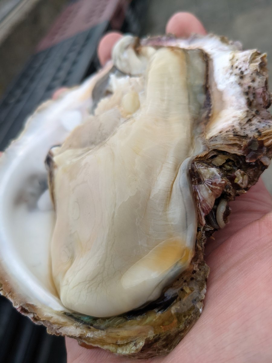 Fresh Oyster at Minamoto-cho, Hitachinaka photo 2